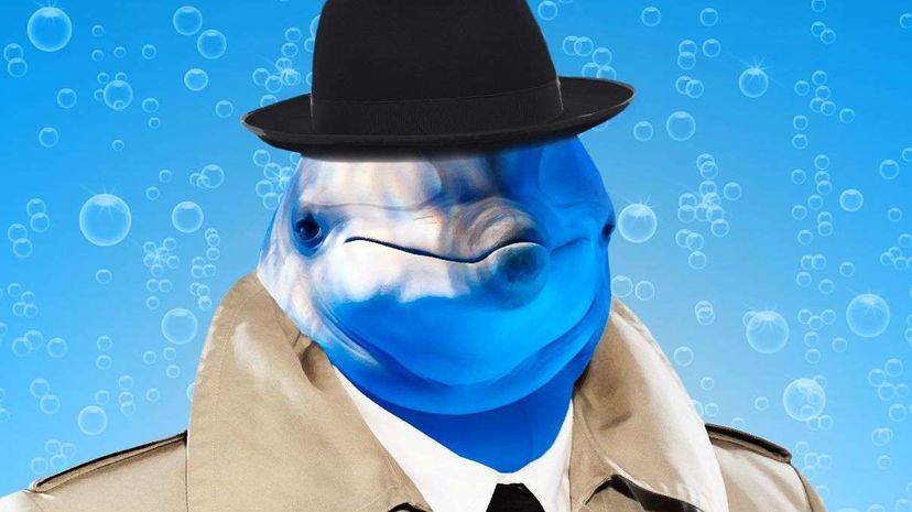 海豚，间谍，间谍“width=