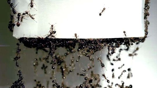 Our Future Could Be Built on Ants