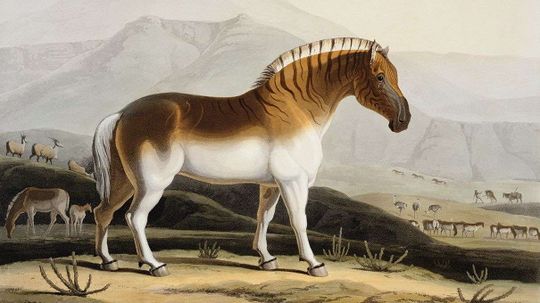 How the Quagga, an Extinct Zebra Sub-species, Is Being Revived