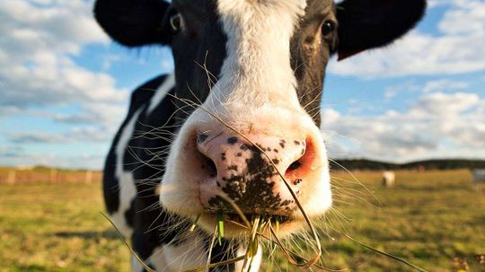 Cow Burps, Not Farts, Are the Real Problem