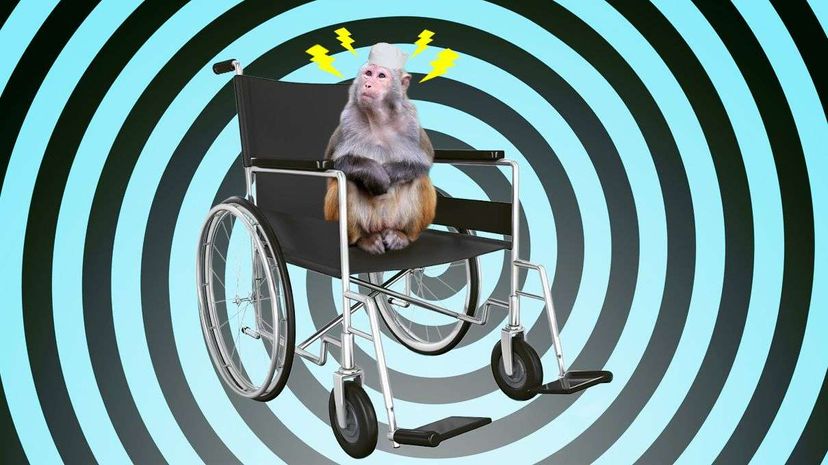 Scientists have shown primates can control robotic wheelchairs with their minds, which has implications for human brain-machine interfaces. China Photo Press/Getty/Nurthuz/Thinkstock
