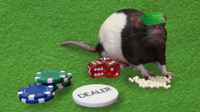 Flashing lights and loud music seem to cause rats to take bigger gambling risks. University of British Colombia/HowStuffWorks