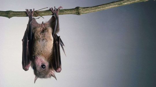 Scientists Solve the Weird Physics of How Bats Land Upside Down