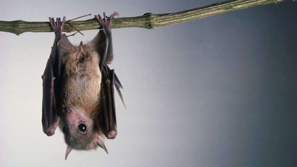 bats, bats landing upside down