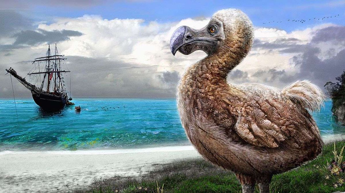 Dodo Birds: Maybe Not Complete Dummies After All | HowStuffWorks