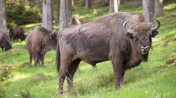 european bison, bison bonasus