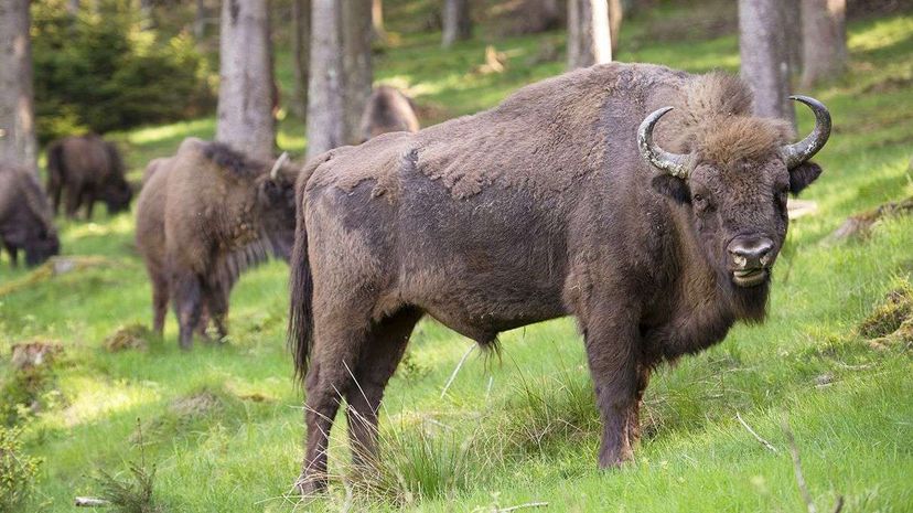 A recent study examined the decision-making process of herds of European bison. Thomas Lones/Getty Images