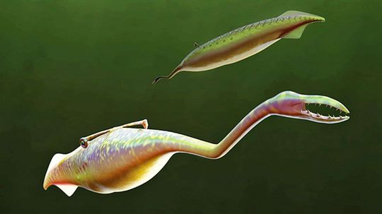 Just What Was the Tully Monster? New Science Finally Explains the Enigma