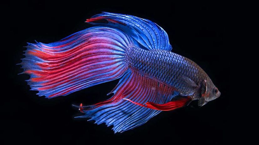 A new study investigates what impact antidepressants in the water system might have on fish. Researchers tested on subjects like this Siamese fighting fish. Mark Mawson/Getty Images