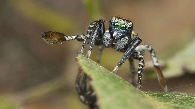 澳大利亚最近发现蜘蛛Jotus remus的独特的方式吸引配偶。尤尔根•奥托”width=