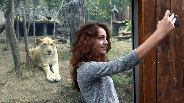 lioness selfie