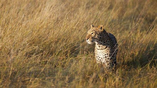 Leopards Have Lost 75 Percent of Historic Range, New Study Finds