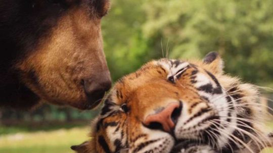 9 Times Interspecies Friendship Worked Out OK