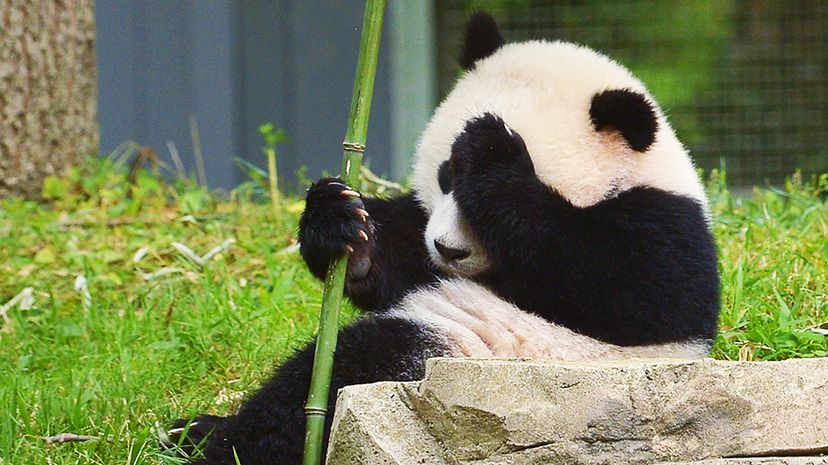 The panda named Bao Bao in 2014 in Washington, D.C. The giant panda is classified as an endangered species due to its shrinking population. Mandel Ngan/Getty Images