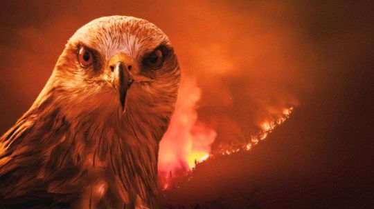 Are Black Kites Avian Arsonists, Spreading Wildfires to Flush Out Prey?