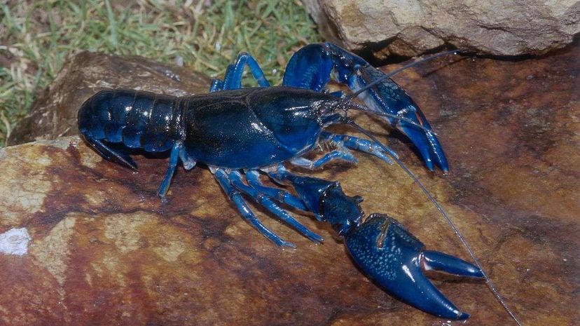 An estimated one in 2 million lobsters are blue. Gary Lewis/Getty Images/Buzz60