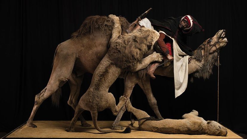 透视画“狮子攻击单峰骆驼”卡内基自然历史博物馆的不知不觉地出现的人类头骨。Josh Franzos /卡内基自然历史博物馆”width=