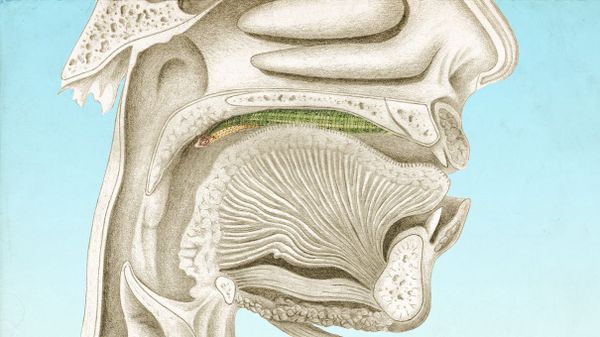 Leeches in human throat