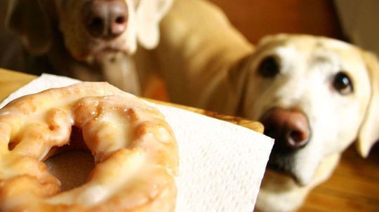 有s a Genetic Reason Why Labrador Retrievers Are Obsessed With Food