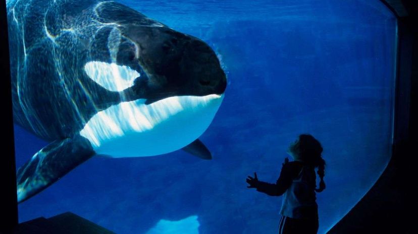 A girl peers at a killer whale on display in SeaWorld's San Diego Park in 2006. The park announced in March that it will no longer breed the animals. Wolfgang Kaehler/LightRocket via Getty Images