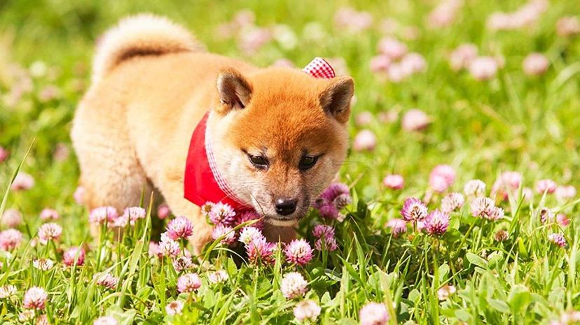 一只戴着大手帕的柴犬小狗在田野里嬉戏。你还需要什么?Miguel Michan/Getty Images＂width=