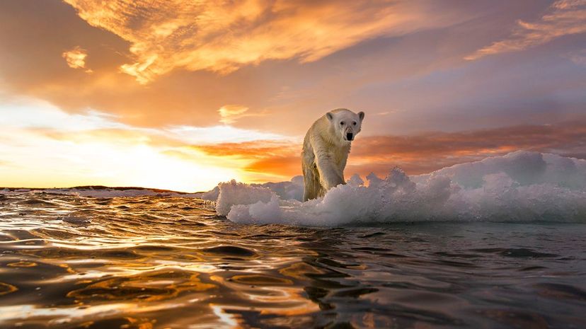 A polar bear walks atop sea ice in the Arctic Ocean. Paul Souders/Getty Images