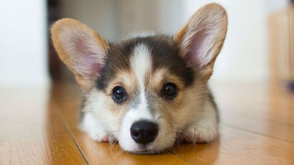 cute corgi puppy