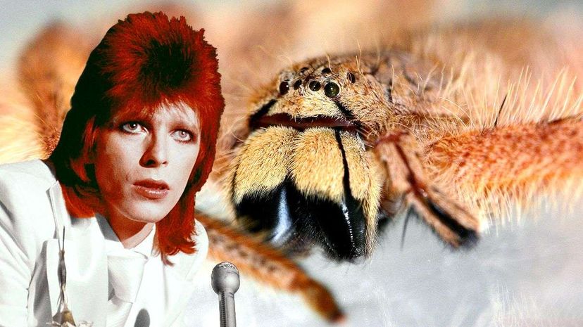 The Heteropoda davidbowie's name comes from its colorful resemblance to early-'70s-era David Bowie's fashion choices. NBCU Photobank/Getty Images/SENCKENBERG RESEARCH INSTITUTE/Peter Jager