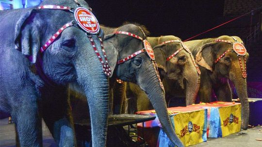 Ringling Bros. Retiring Elephants Early. PETA Still Not Smiling