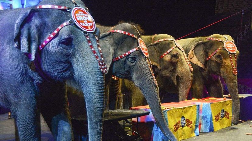 Four elephants from Ringling Bros. and Barnum & Bailey's Circus are pictured at the Los Angeles Staples Center on July 13, 2015. All of the circus's touring elephants (11 female Asian elephants) will be retired in May 2016. David A. Walega/FilmMagic/Getty Images