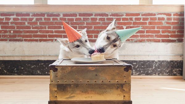 dogs eating cupcake