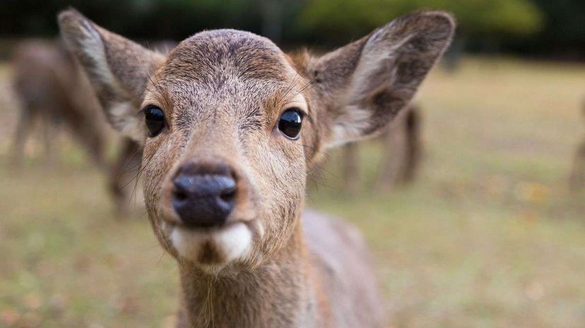 Native to East Asia, the sika deer (Cervus nippon) also goes by the names spotted deer and Japanese deer. Afla/Getty Images