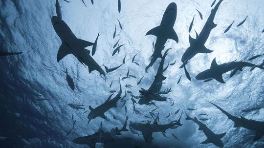 We Know Far Less About Sharks Than You Might Think