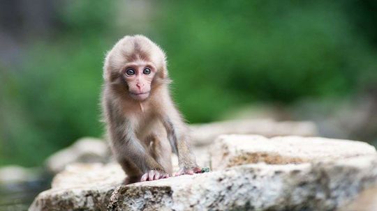 Watch Newborn Monkeys Smile in Their Sleep Just Like Human Babies
