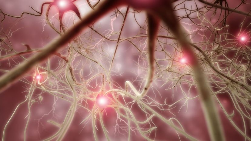 Interconnected neurons transfer information with electrical pulses. The neural tourniquet hopes to control internal bleeding though electric pulses. 4X-image/Getty Images