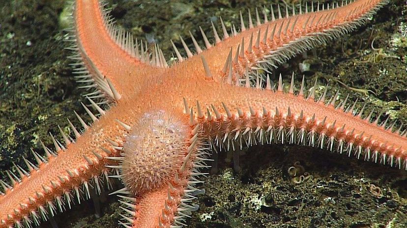 The expedition photographed a deepwater sea star called Cheiraster; the bulbous thing on its arm is actually an extension from within the sea star itself, likely caused by a parasitic barnacle that entered its body. NOAA Office of Ocean Exploration and Research