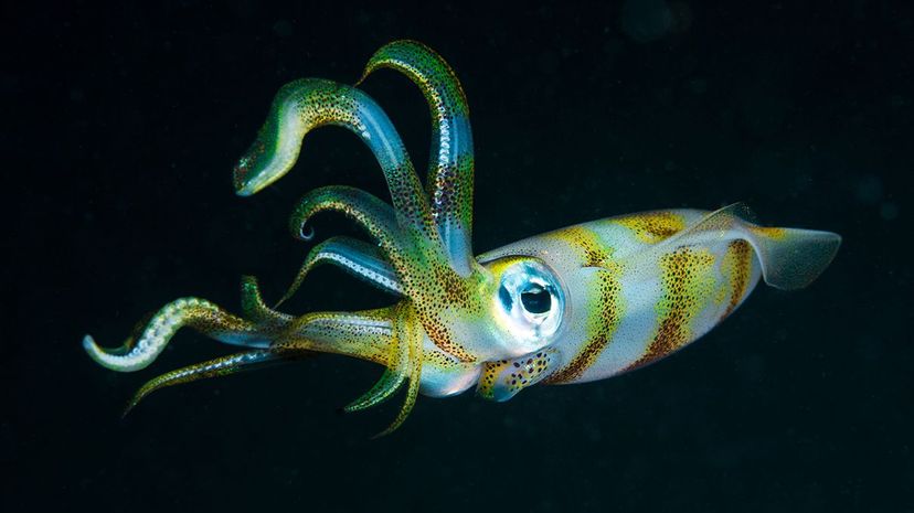 Scientists investigated how the brain of an oval squid processes its pattern and coloration creation. Jones/Shimlock-Secret Sea Visions/Getty Images