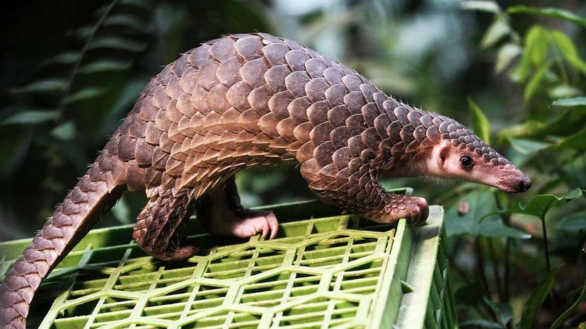This pangolin was released into the wild in 2015 after being seized from poachers in Indonesia Nurphoto/Getty Images