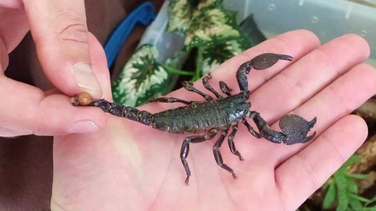 Some People Are Smoking Scorpions to Get High