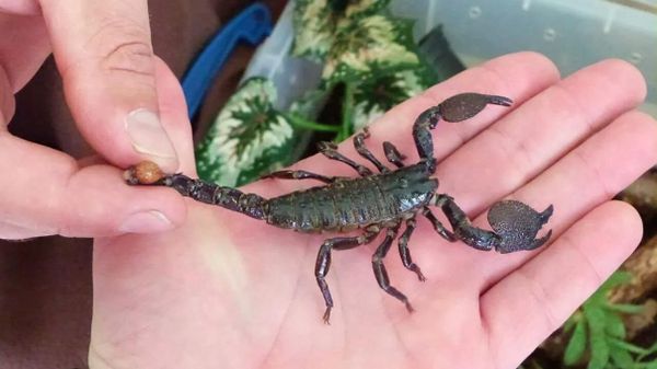 Scorpion in hand