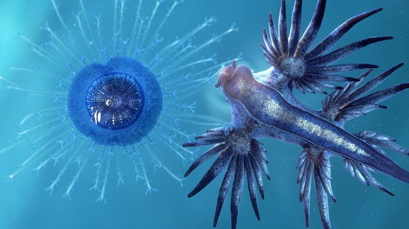 A new episode of Stuff to Blow Your Mind explore six species of gastropods, including the blue dragon (Glaucus atlanticus), pictured here on the right. Oxford Scientific/Getty Images