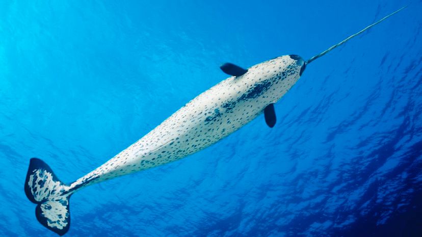 New video of narwhals using their tusks to capture food adds another layer to the debate over the tooth's function. Dave Fleetham/Design Pics/Perspectives/Getty Images