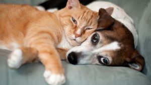 cat and dog cuddling