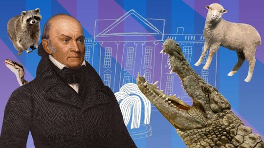 Ridiculous History: Bears, Raccoons â€” and Alligators? â€” in the White House