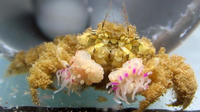 This is a typical example of a wild-caught crab (Lybia leptochelis) holding an anemone in each claw. Yisrael Schnytzer
