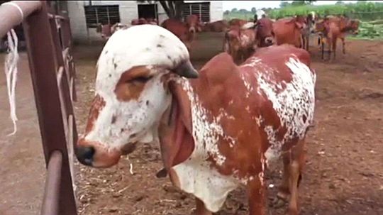 Gold Found in Urine of Rare Indian Cows