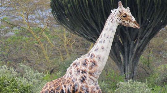 This Rare Giraffe Is Losing More of Its Color Every Year