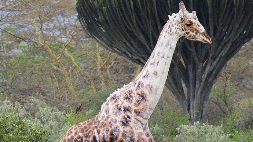 This giraffe has the same skin condition as Michael Jackson. New Scientist/YouTube