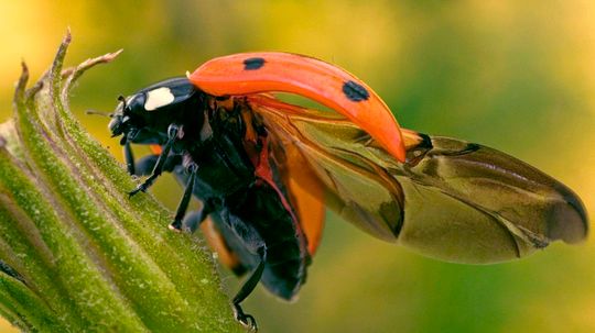 How the Ladybug Folds Its Giant Wings