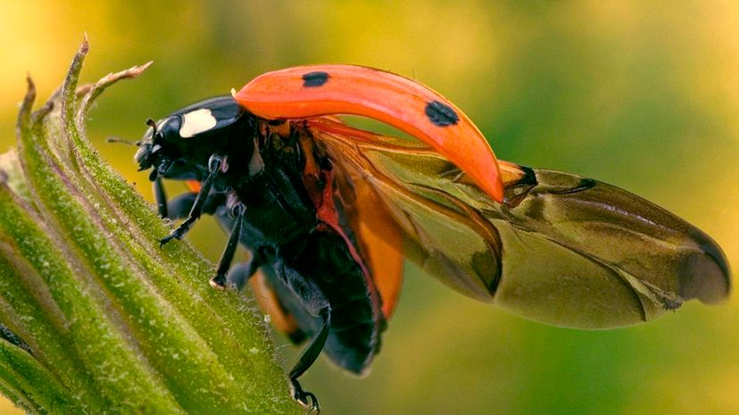 Lady Bug Lure (Case of 3)